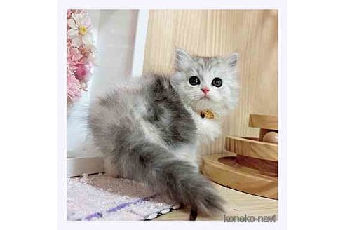 成約済の長野県のミヌエット-67940の3枚目